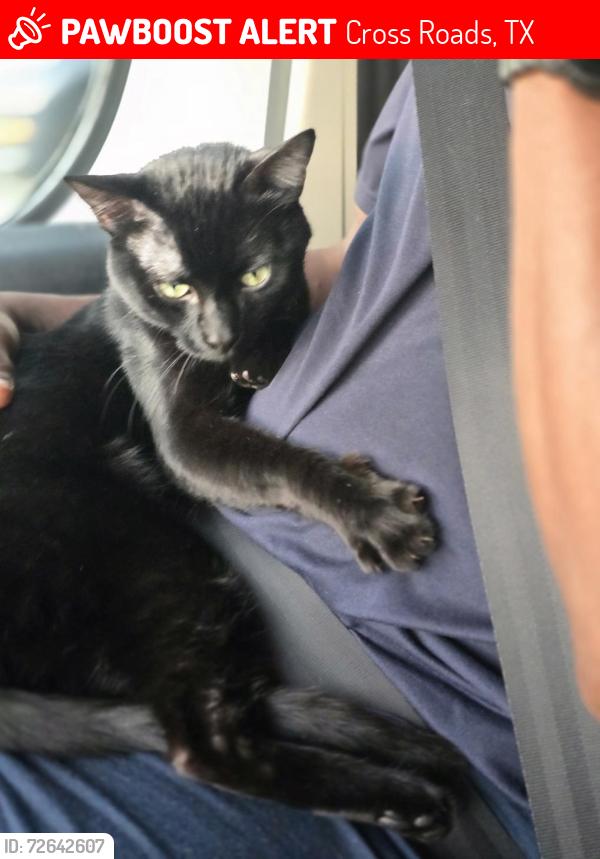 Lost Male Cat last seen yosemite trail , Cross Roads, TX 76227