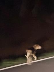 Found/Stray Unknown Dog last seen Owl Creek Rd Hiawassee, GA  30546, Hiawassee, GA 30546