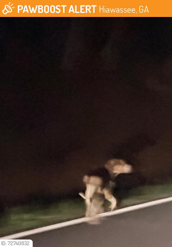 Found/Stray Unknown Dog last seen Owl Creek Rd Hiawassee, GA  30546, Hiawassee, GA 30546
