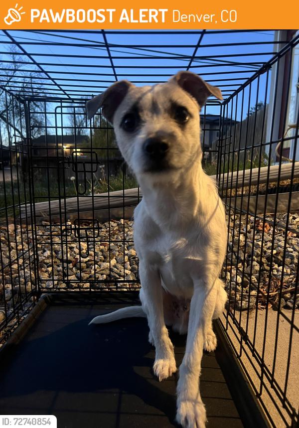 Found/Stray Male Dog last seen 44th and Osage Denver co , Denver, CO 80211
