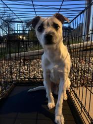 Found/Stray Male Dog last seen 44th and Osage Denver co , Denver, CO 80211