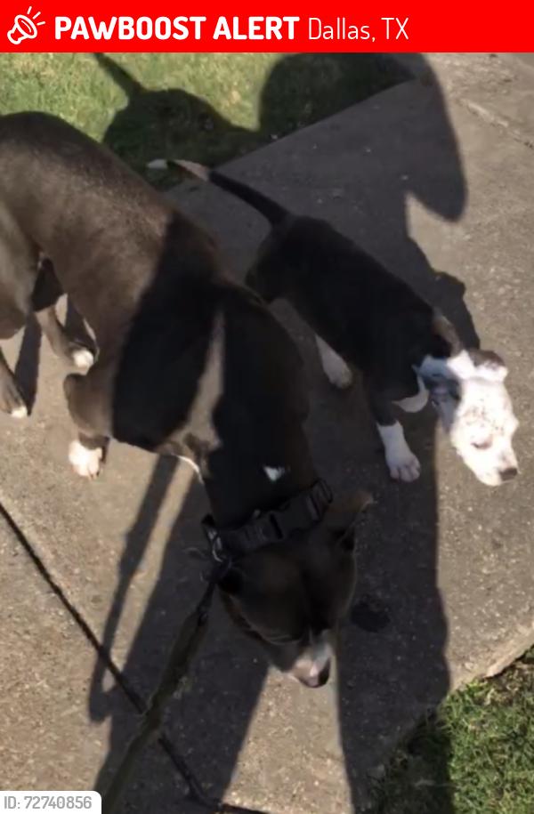 Lost Male Dog last seen Ross Ave , Dallas, TX 75206