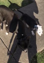 Lost Male Dog last seen Ross Ave , Dallas, TX 75206