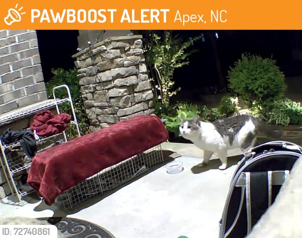 Found/Stray Unknown Cat last seen On Stonehouse Dr. , Apex, NC 27519