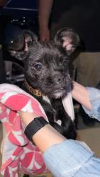 Found/Stray Female Dog last seen Whittier Blvd & McNees Street by Norwalk blvd , Whittier, CA 90602