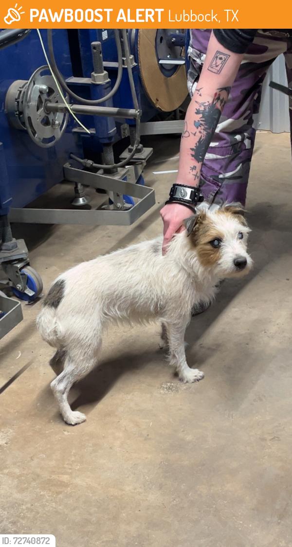 Found/Stray Unknown Dog last seen Near upland ave , Lubbock, TX 79424