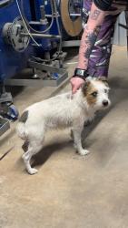 Found/Stray Unknown Dog last seen Near upland ave , Lubbock, TX 79424