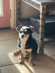Found/Stray Male Dog last seen Wilmot/29th, Tucson, AZ 85734
