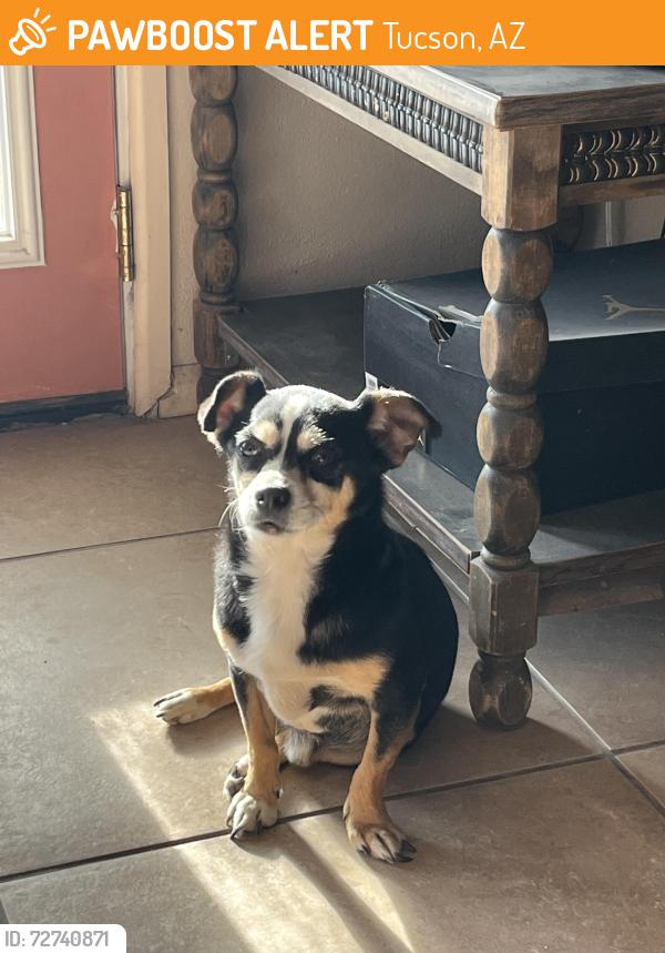 Found/Stray Male Dog last seen Wilmot/29th, Tucson, AZ 85734