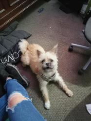 Lost Male Dog last seen Coran / lakemead, Las Vegas, NV 89107