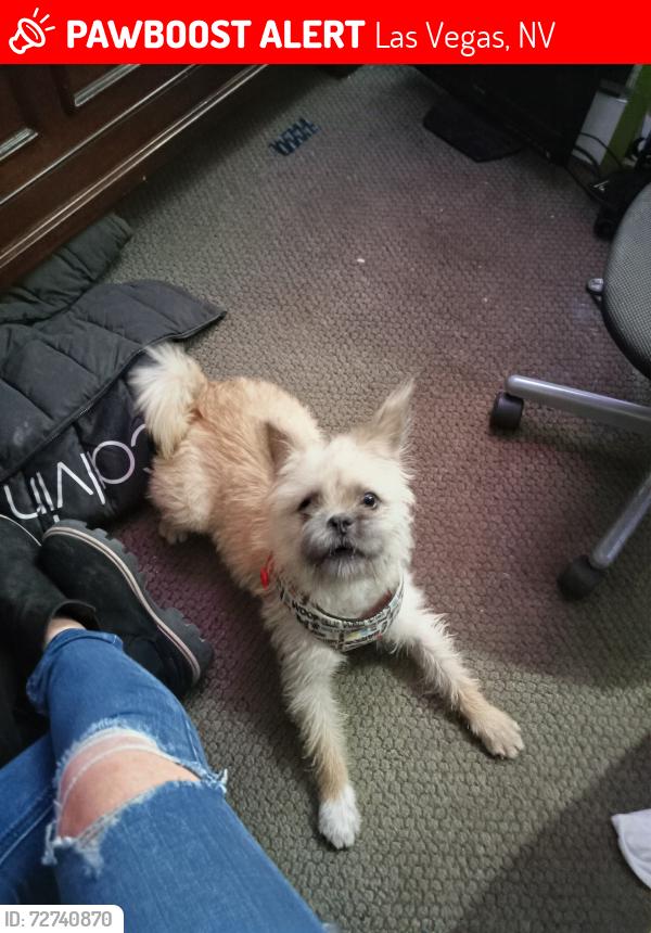 Lost Male Dog last seen Coran / lakemead, Las Vegas, NV 89107