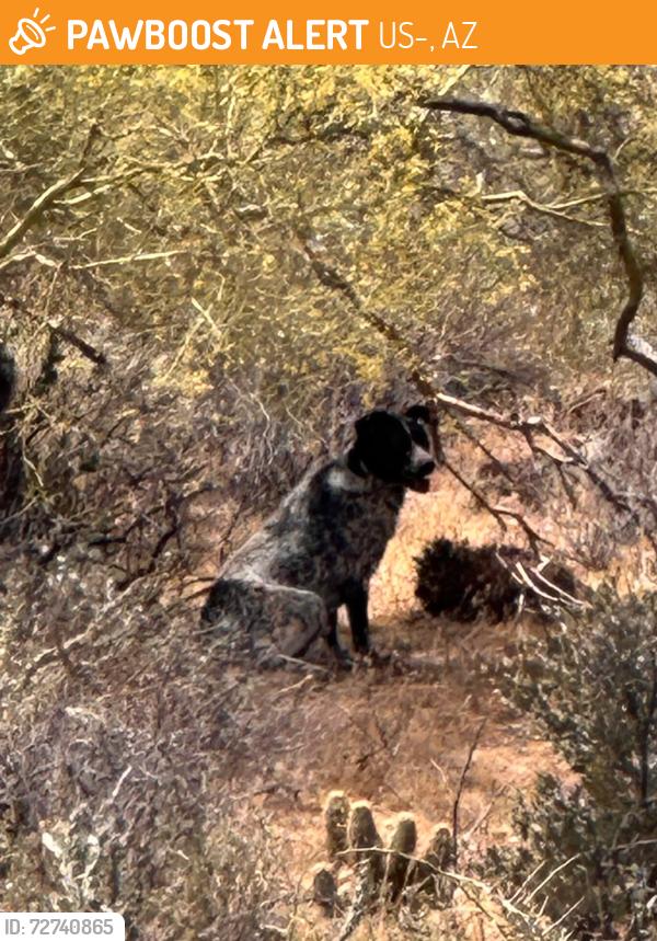 Found/Stray Unknown Dog last seen The dog is at  33°15'49.61