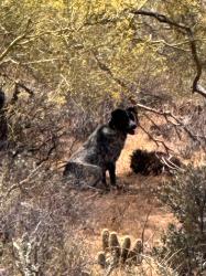 Found/Stray Unknown Dog last seen The dog is at  33°15'49.61