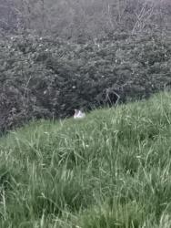 Found/Stray Unknown Cat last seen In blackberry bramble across from building H, Kent, WA 98032