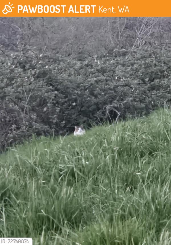 Found/Stray Unknown Cat last seen In blackberry bramble across from building H, Kent, WA 98032