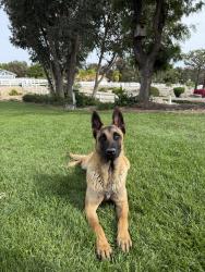 Found/Stray Male Dog last seen Woodcrest Elementary, Woodcrest, CA 92504