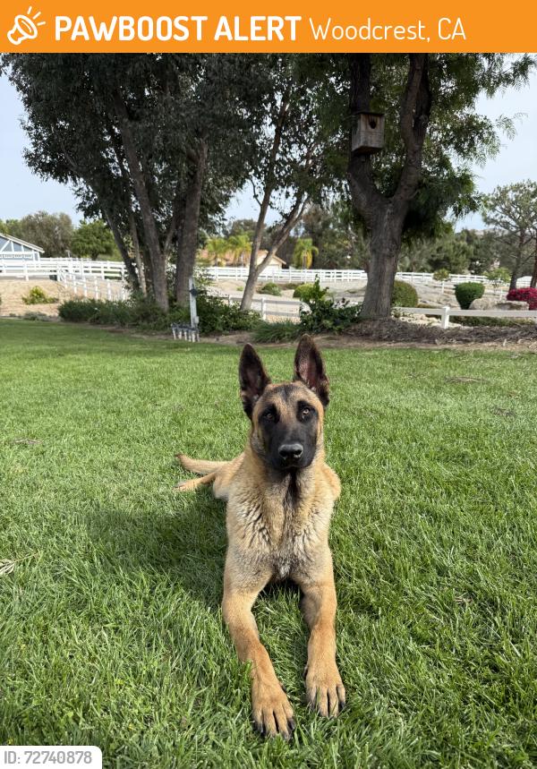 Found/Stray Male Dog last seen Woodcrest Elementary, Woodcrest, CA 92504