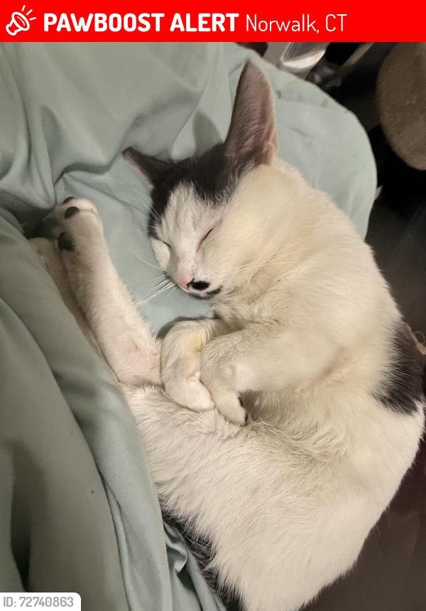 Lost Male Cat last seen Strawberry Hill Ave & Scofield Pl, Norwalk, CT 06855