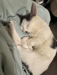 Lost Male Cat last seen Strawberry Hill Ave & Scofield Pl, Norwalk, CT 06855