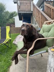 Lost Male Dog last seen Main avenue in Horace, ND, Horace, ND 58047