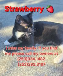 Lost Male Cat last seen Bonney lake boulevard, 194th ave e, near Alan York Park, 75th St e, Bonney Lake, WA 98391