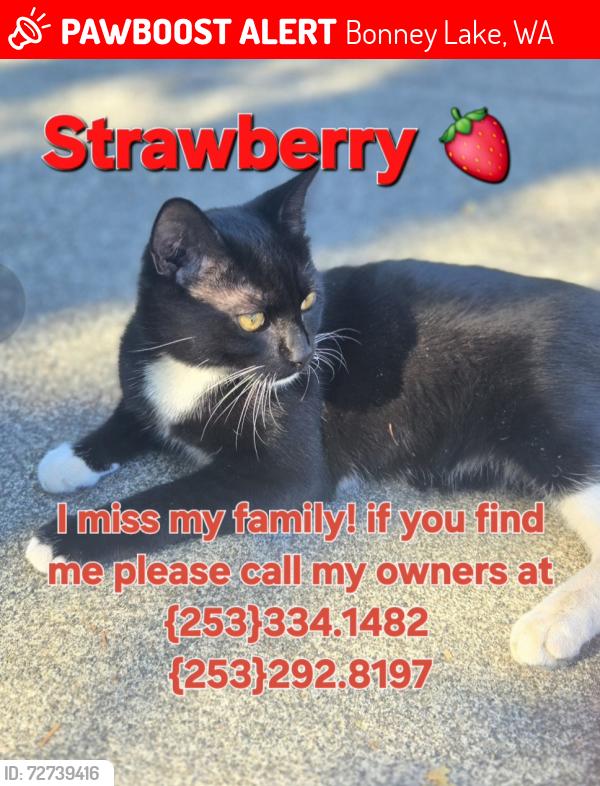 Lost Male Cat last seen Bonney lake boulevard, 194th ave e, near Alan York Park, 75th St e, Bonney Lake, WA 98391