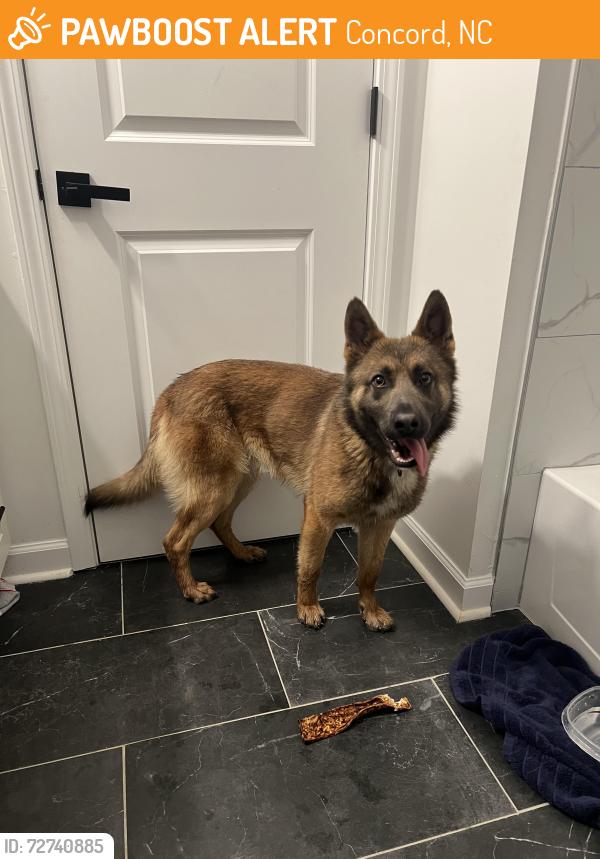 Found/Stray Female Dog last seen Old Charlotte Rd SW, Concord, NC 28027