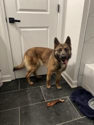 Found/Stray Female Dog last seen Old Charlotte Rd SW, Concord, NC 28027