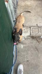 Lost Male Dog last seen Imperial and Euclid area , San Diego, CA 92114