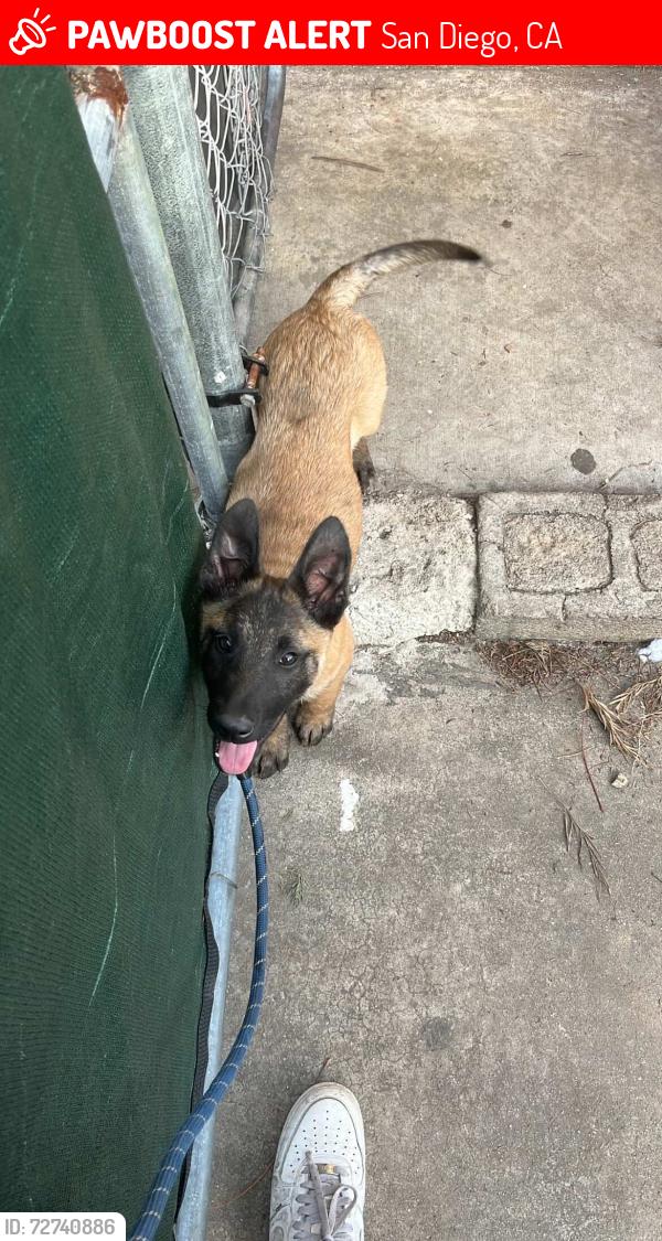 Lost Male Dog last seen Imperial and Euclid area , San Diego, CA 92114