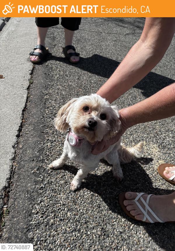 Found/Stray Female Dog last seen Palomar hosp, Escondido, CA 92029