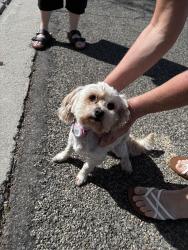 Found/Stray Female Dog last seen Palomar hosp, Escondido, CA 92029