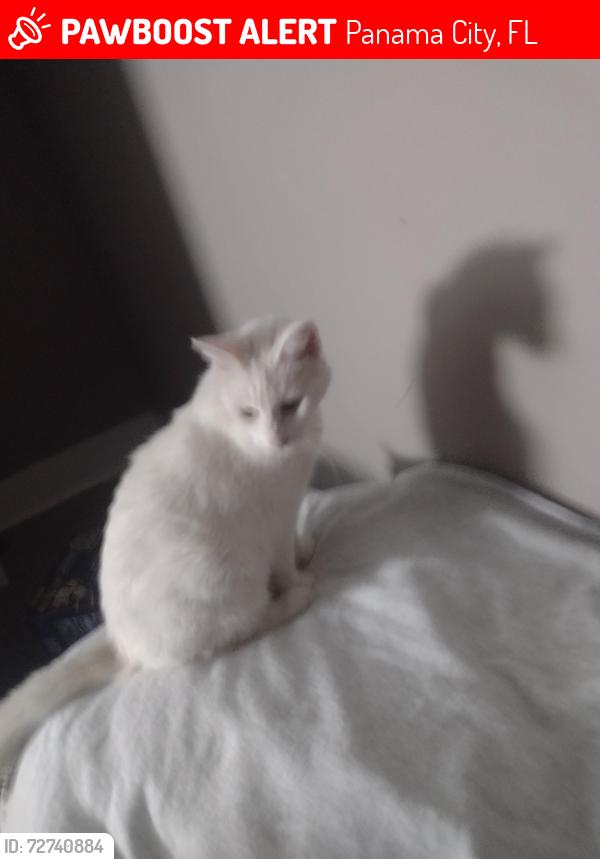 Lost Female Cat last seen Behind building 4 North Bay Landing , Panama City, FL 32404