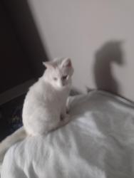 Lost Female Cat last seen Behind building 4 North Bay Landing , Panama City, FL 32404