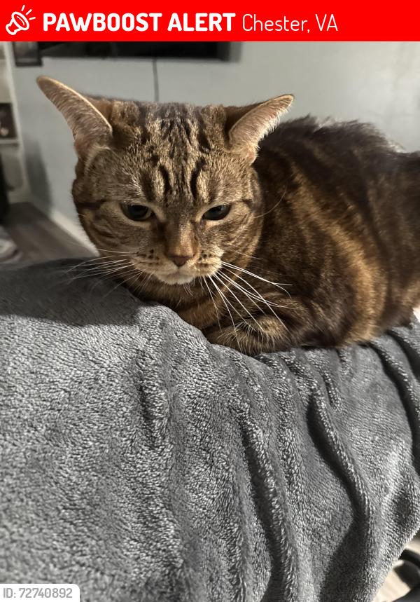 Lost Female Cat last seen Eves lane, Chester, VA 23831