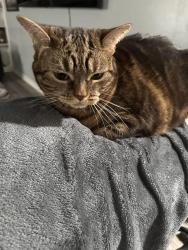 Lost Female Cat last seen Eves lane, Chester, VA 23831