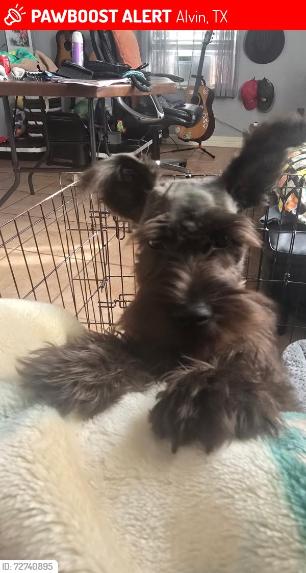 Lost Male Dog last seen CR 424 , Alvin, TX 77511