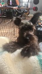 Lost Male Dog last seen CR 424 , Alvin, TX 77511