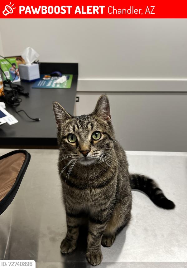 Lost Male Cat last seen Dobson and  emerald , Chandler, AZ 85224