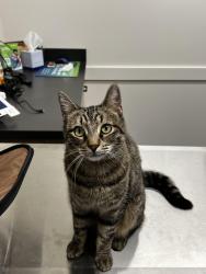 Lost Male Cat last seen Dobson and  emerald , Chandler, AZ 85224
