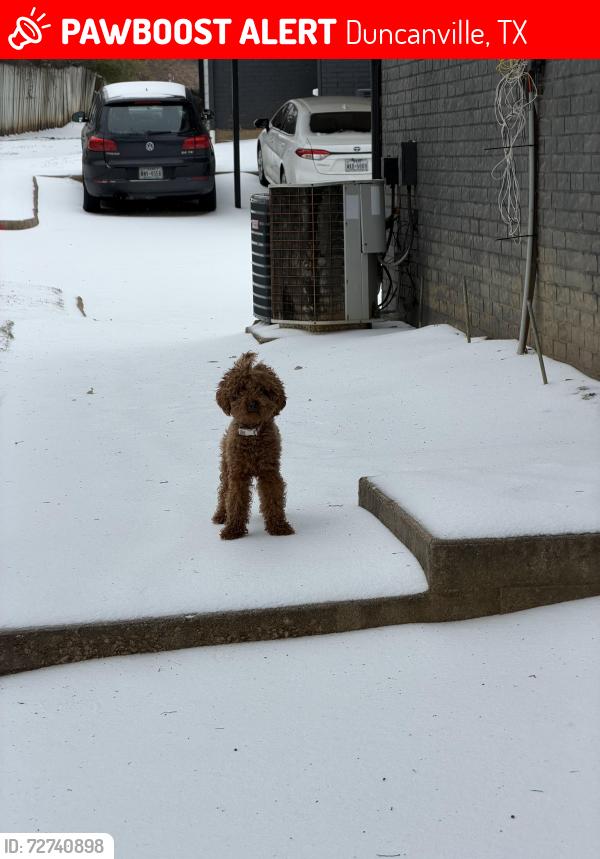 Lost Female Dog last seen Danieldale , Duncanville, TX 75137