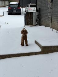 Lost Female Dog last seen Danieldale , Duncanville, TX 75137