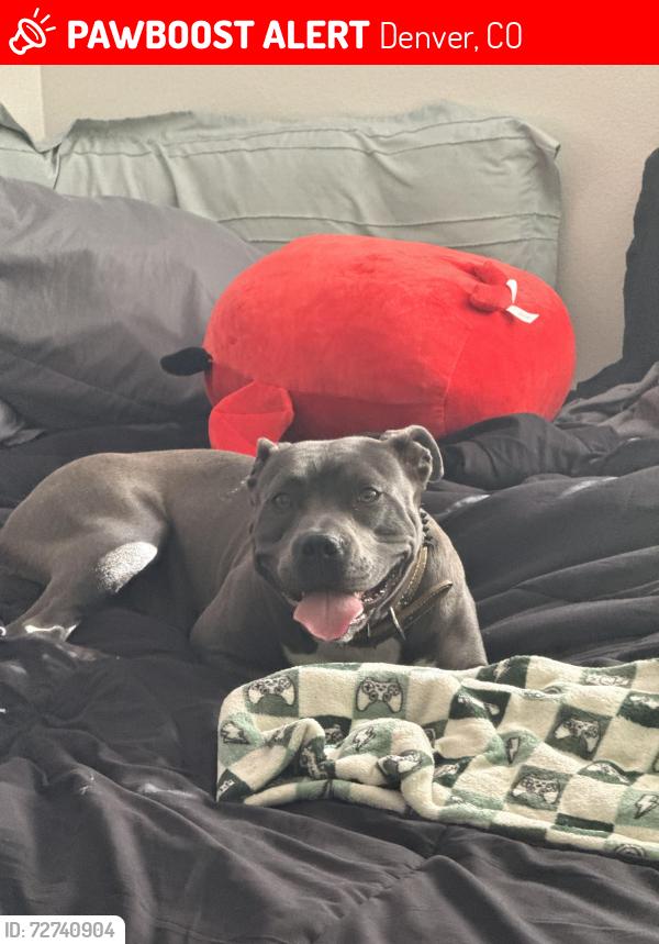 Lost Female Dog last seen Alton and Peoria , Denver, CO 80239