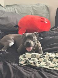 Lost Female Dog last seen Alton and Peoria , Denver, CO 80239
