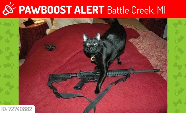 Lost Male Cat last seen McCrea Park, Battle Creek, MI 49017