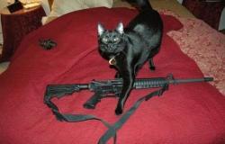 Lost Male Cat last seen McCrea Park, Battle Creek, MI 49017