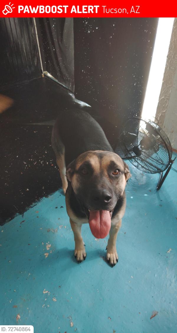 Lost Female Dog last seen S. Sierrita MTN Rd &Scottland , Tucson, AZ 85736