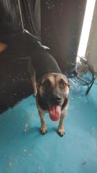 Lost Female Dog last seen S. Sierrita MTN Rd &Scottland , Tucson, AZ 85736