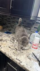 Lost Female Cat last seen Mulberry and La mirada , Whittier, CA 90604