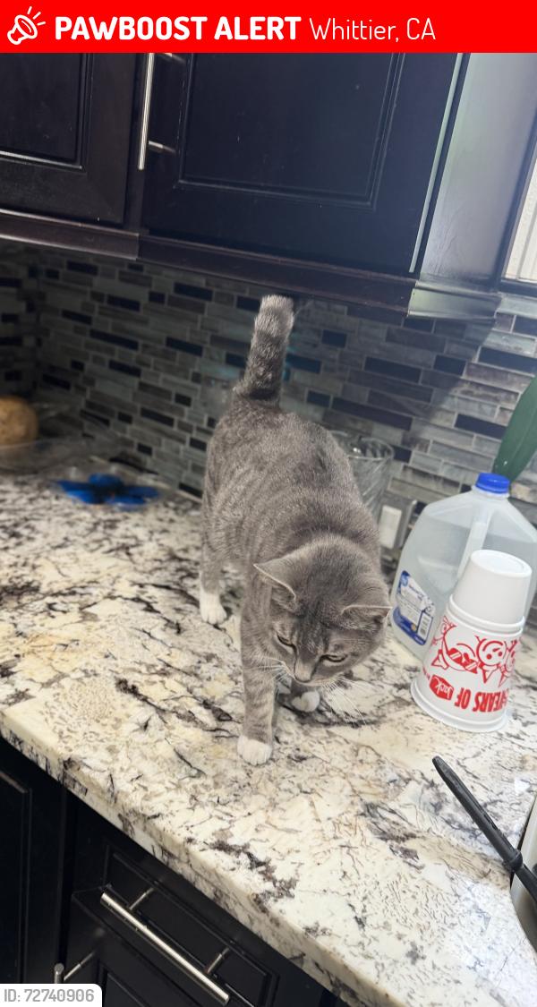 Lost Female Cat last seen Mulberry and La mirada , Whittier, CA 90604